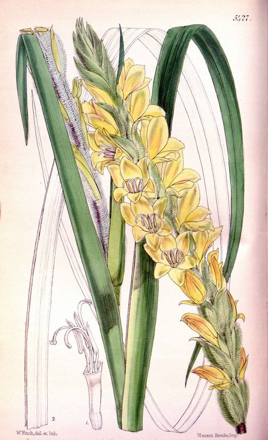 Curtis's botanical magazine..London ;New York [etc.] :Academic Press [etc.]. |  | Vintage Print Reproduction 456335