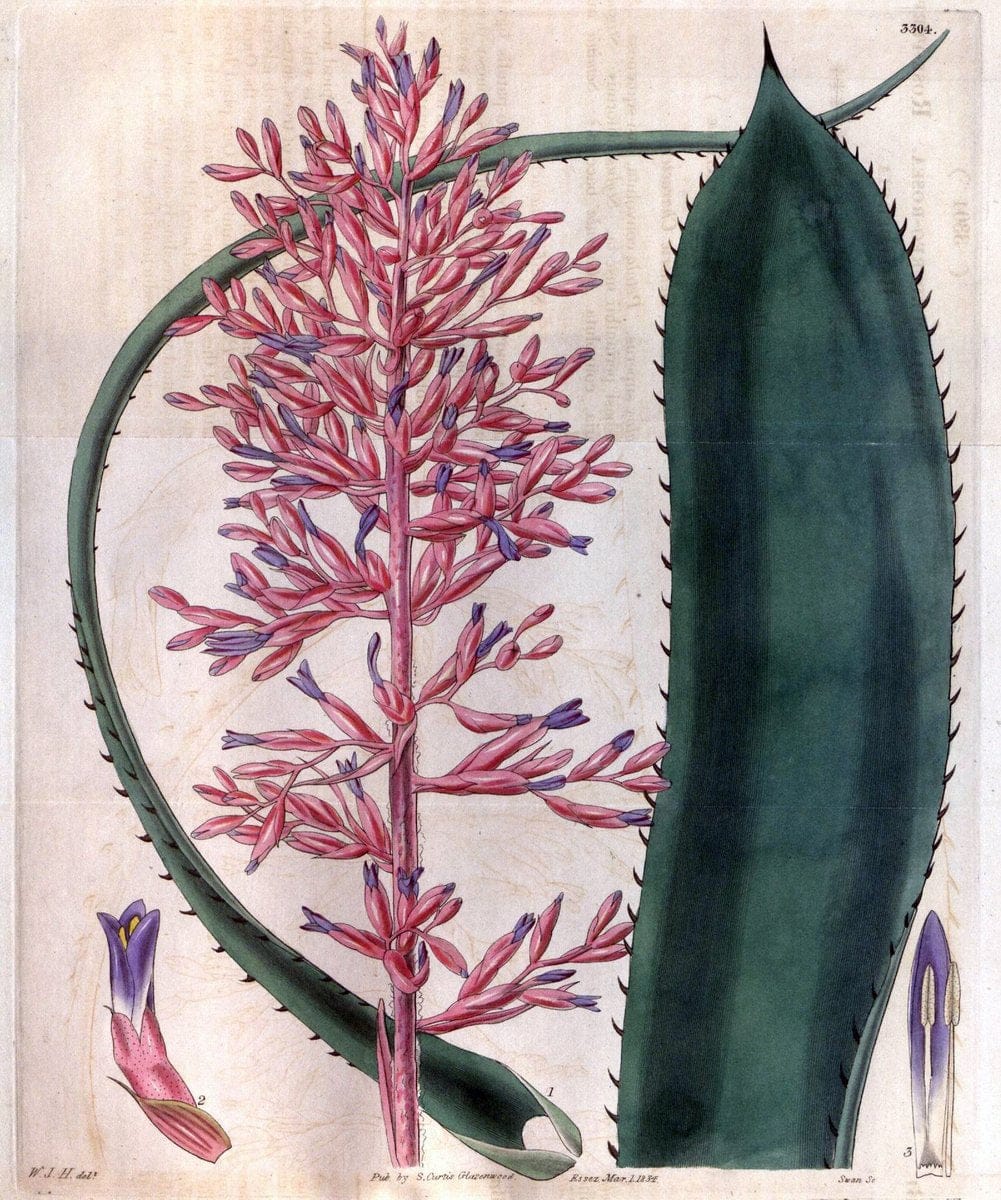 Curtis's botanical magazine..London ;New York [etc.] :Academic Press [etc.]. |  | Vintage Print Reproduction 456336