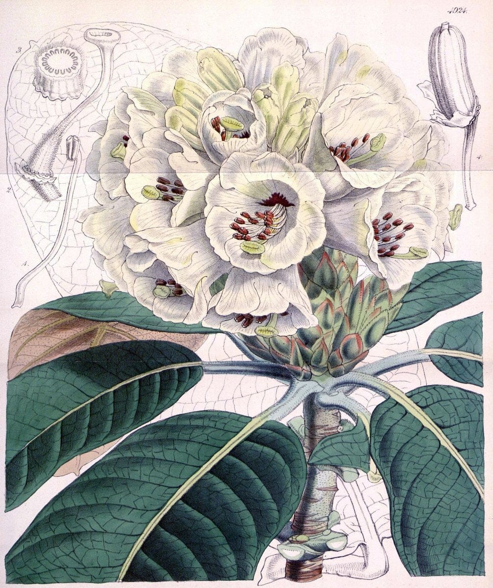 Curtis's botanical magazine. London ;New York [etc.] :Academic Press [etc.]. | Botany Periodicals "Pictorial works"  | Vintage Print Reproduction 456337