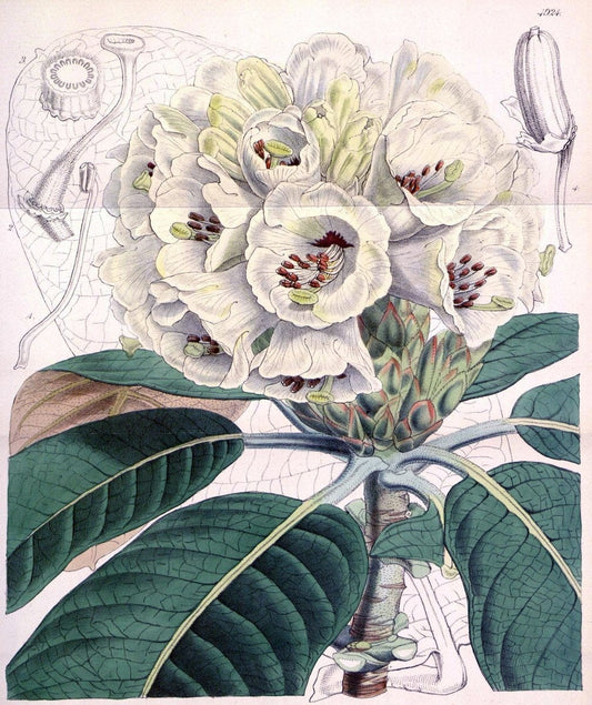 Curtis's botanical magazine. London ;New York [etc.] :Academic Press [etc.]. | Botany Periodicals "Pictorial works"  | Vintage Print Reproduction 456337