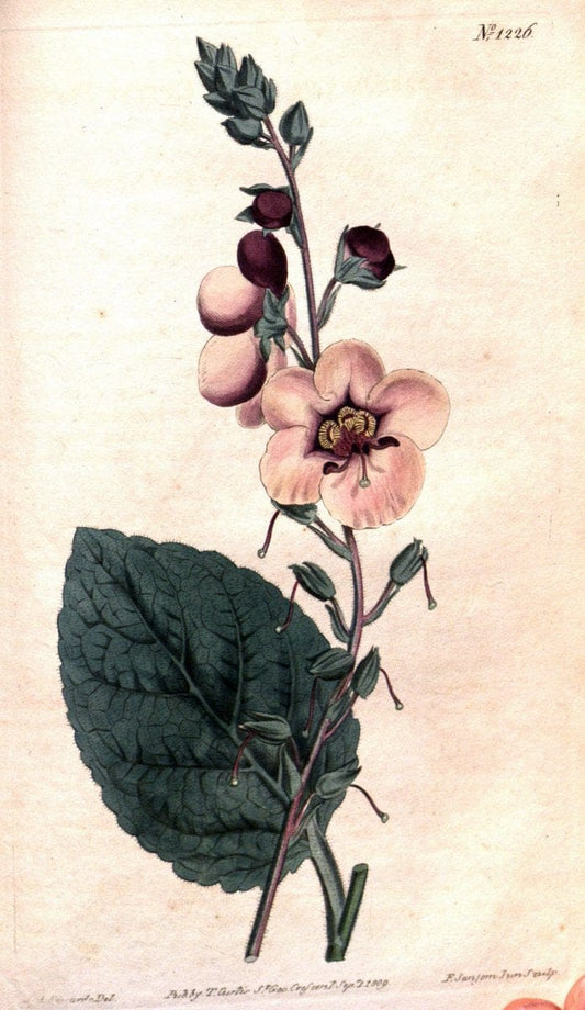 Curtis's botanical magazine. London ; New York [etc.] :Academic Press [etc.]. | "Botanical illustration" Botany Periodicals "Pictorial works" "Plants, Ornamental"  | Vintage Print Reproduction 456338