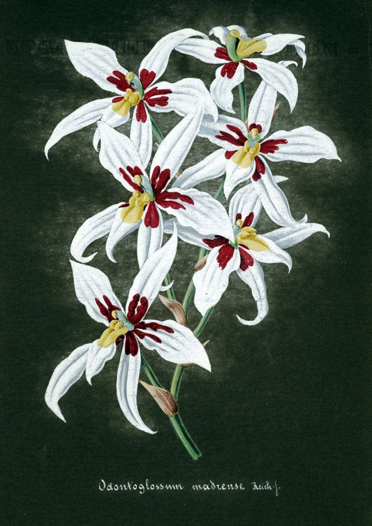 Collection d'orchideÃŒÂes.[S.l. :s.n.,18--]. | "Botanical illustration" Orchidaceae "Orchidaceae in art" "Pictorial works"  | Vintage Print Reproduction 456339