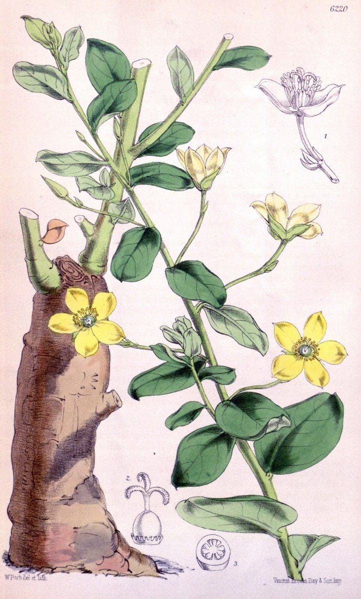 Curtis's botanical magazine. London ; New York [etc.] :Academic Press [etc.]. | "Botanical illustration" Botany Periodicals "Pictorial works" "Plants, Ornamental"  | Vintage Print Reproduction 456340