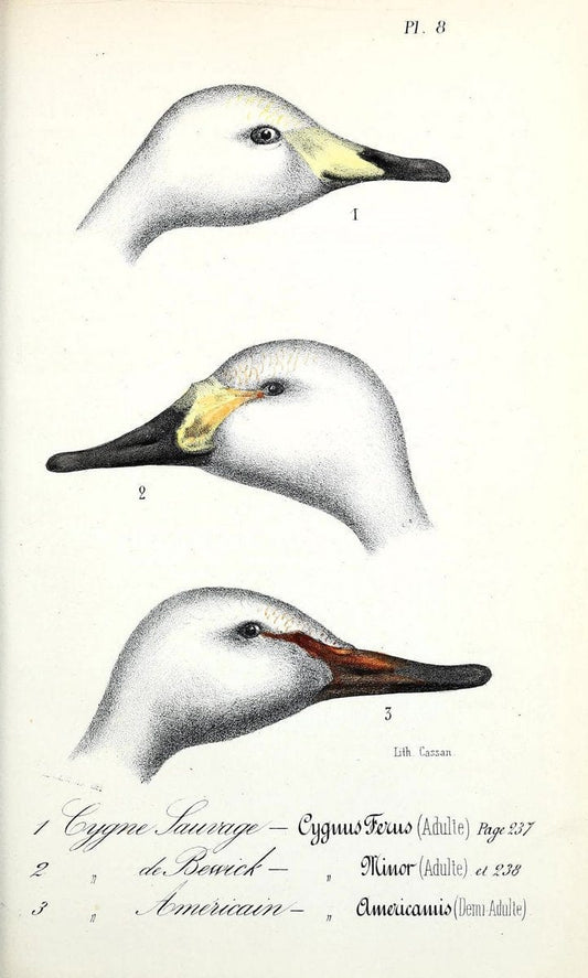 Catalogue raisonnÃ© des oiseaux observÃ©s dans les PyrÃ©nÃ©es franÃ Â§aises et les rÃ©gions limitrophes, . .Paris,BailliÃ¨re,1873-1875.  | "Field Museum Library" | Vintage Print Reproduction 456341
