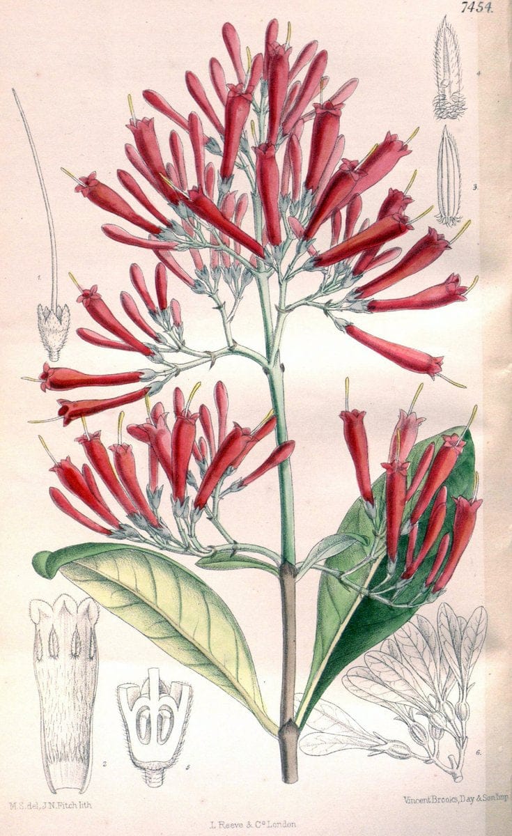 Curtis's botanical magazine. London ; New York [etc.] :Academic Press [etc.]. | "Botanical illustration" Botany Periodicals "Pictorial works" "Plants, Ornamental"  | Vintage Print Reproduction 456342