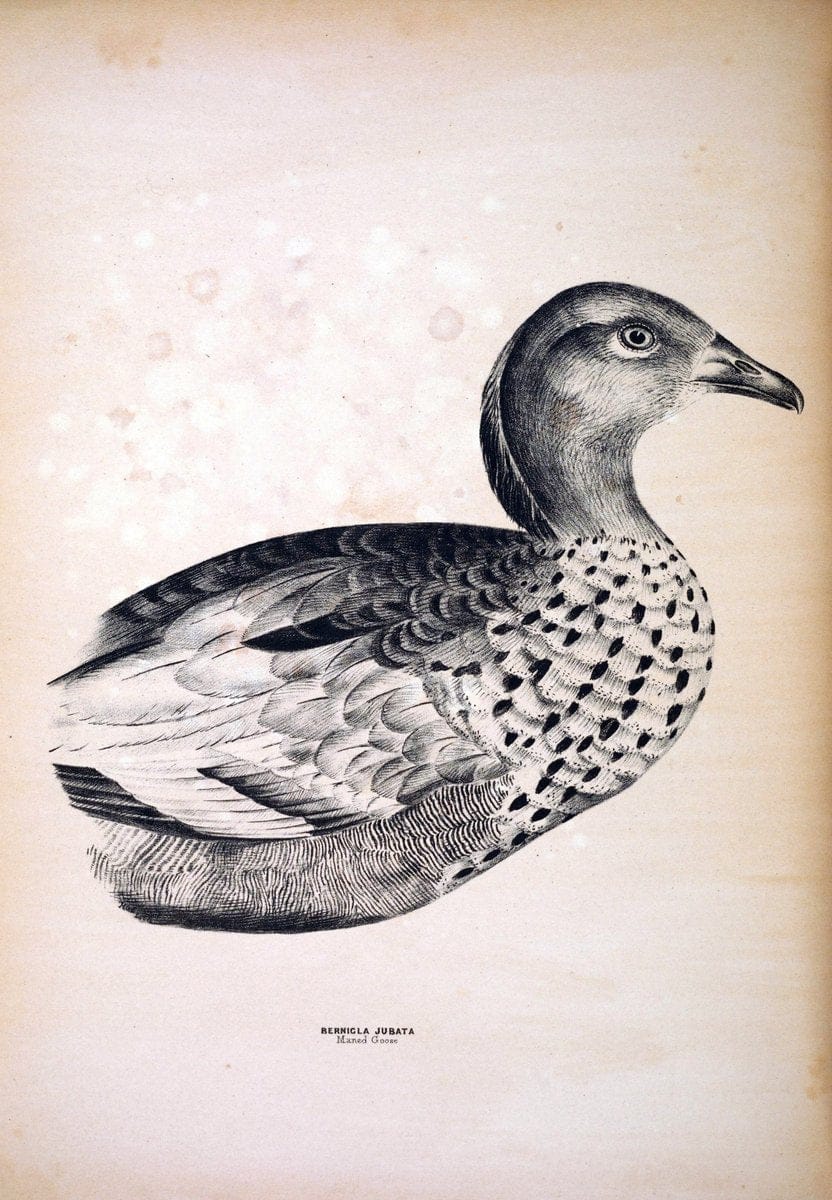 Companion to Gould's Handbook; or, Synopsis of the birds of Australia. Brisbane,Thorne & Greenwell,1877.  | Australia Birds | Vintage Print Reproduction 456343