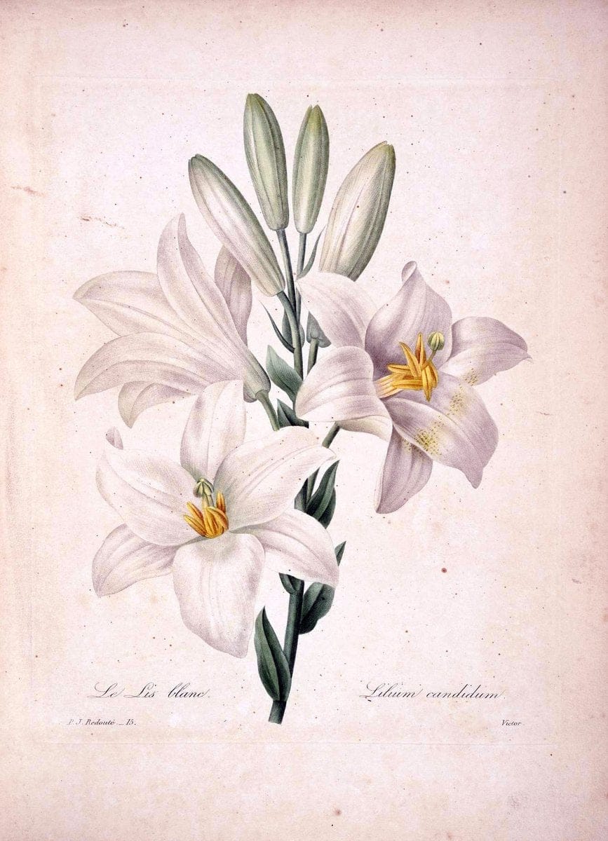 Choix des plus belles fleurs :.Paris :Ernest Panckoucke,[1833].  | 1833 Botany France Icones "Pictorial works"  | Vintage Print Reproduction 456344