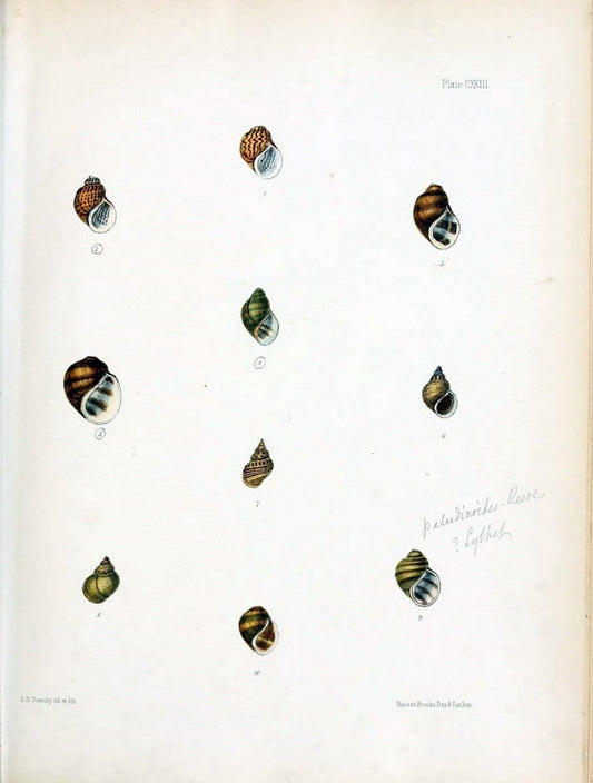 Conchologia indica,.London,1870-1876.. |  | Vintage Print Reproduction 456345