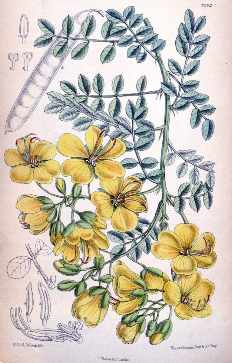 Curtis's botanical magazine. London ; New York [etc.] :Academic Press [etc.]. | "Botanical illustration" Botany Periodicals "Pictorial works" "Plants, Ornamental"  | Vintage Print Reproduction 456346