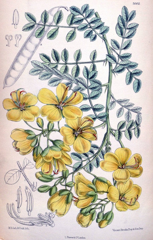 Curtis's botanical magazine. London ; New York [etc.] :Academic Press [etc.]. | "Botanical illustration" Botany Periodicals "Pictorial works" "Plants, Ornamental"  | Vintage Print Reproduction 456346