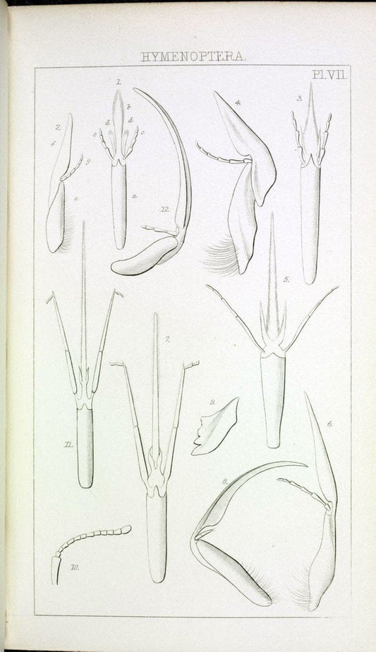 Catalogue of British Hymenoptera in the collection of the British Museum..London,1855.. |  | Vintage Print Reproduction 456347