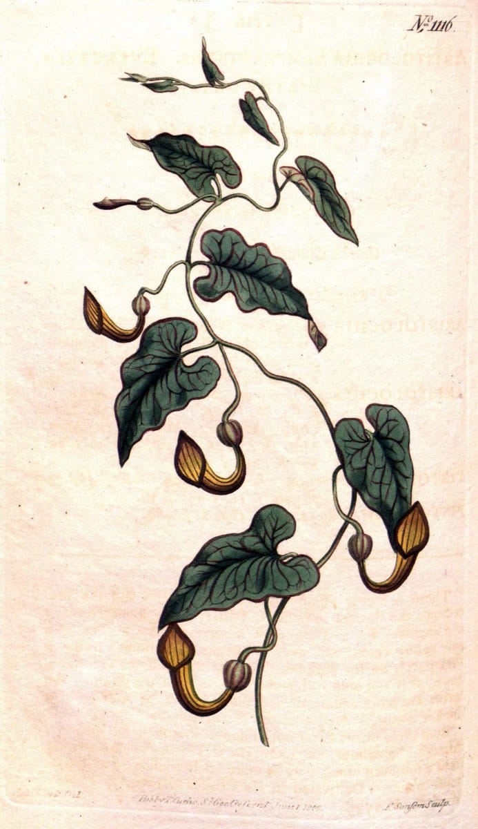 Curtis's botanical magazine. London ; New York [etc.] :Academic Press [etc.]. | "Botanical illustration" Botany Periodicals "Pictorial works" "Plants, Ornamental"  | Vintage Print Reproduction 456348