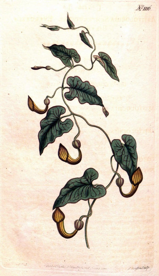 Curtis's botanical magazine. London ; New York [etc.] :Academic Press [etc.]. | "Botanical illustration" Botany Periodicals "Pictorial works" "Plants, Ornamental"  | Vintage Print Reproduction 456348