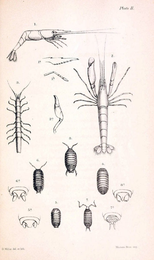 Catalogue of the stalk- and sessile-eyed crustacea of New Zealand /.London :E.W. Janson,1876.  | Classification Crustacea "New Zealand" | Vintage Print Reproduction 456349