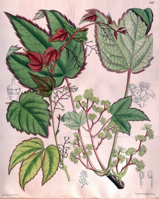 Curtis's botanical magazine. London ; New York [etc.] :Academic Press [etc.]. | "Botanical illustration" Botany Periodicals "Pictorial works" "Plants, Ornamental"  | Vintage Print Reproduction 456350