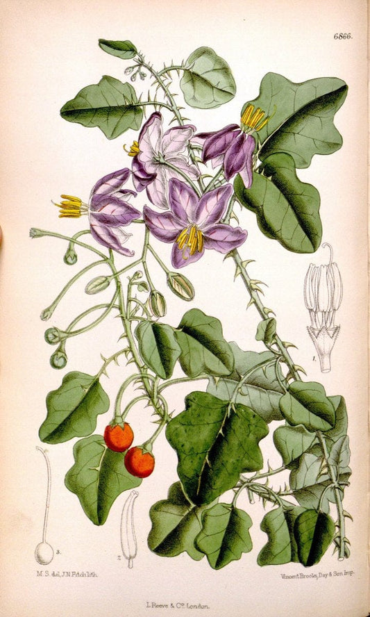 Curtis's botanical magazine. London ; New York [etc.] :Academic Press [etc.]. | "Botanical illustration" Botany Periodicals "Pictorial works" "Plants, Ornamental"  | Vintage Print Reproduction 456351