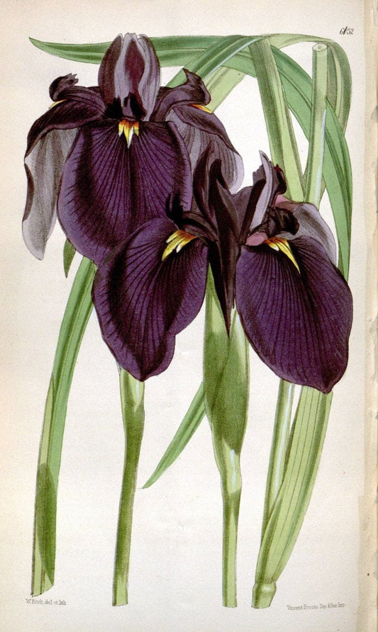 Curtis's botanical magazine. London ; New York [etc.] :Academic Press [etc.]. | "Botanical illustration" Botany Periodicals "Pictorial works" "Plants, Ornamental"  | Vintage Print Reproduction 456352