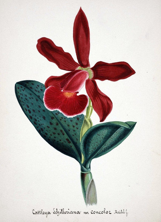 Collection d'orchideÃŒÂes.[S.l. :s.n.,18--]. | "Botanical illustration" Orchidaceae "Orchidaceae in art" "Pictorial works"  | Vintage Print Reproduction 456353