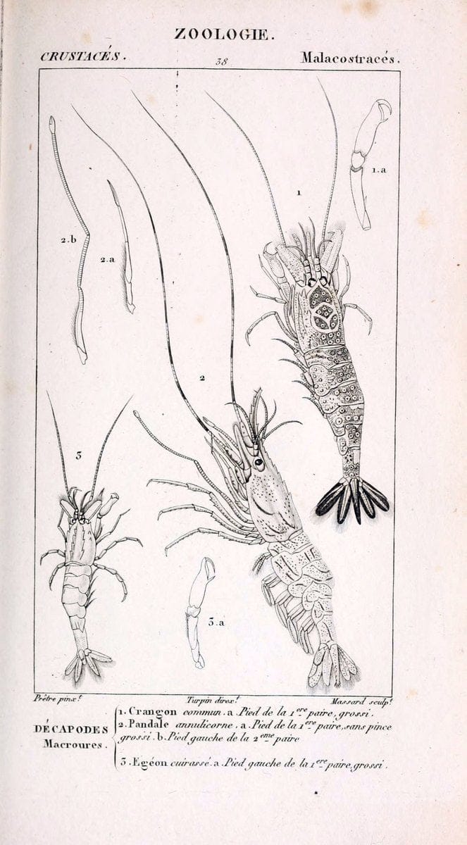 ConsidÃ©rations gÃ©nÃ©rales sur la classe des crustacÃ©s :.Paris :F.G. Levrault,1825.  | Crustacea France Zoology  | Vintage Print Reproduction 456354
