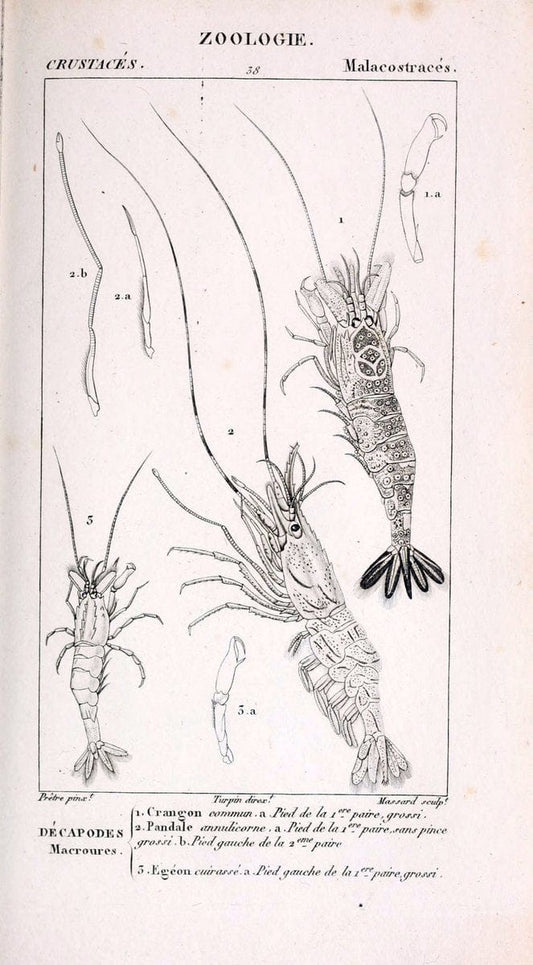 ConsidÃ©rations gÃ©nÃ©rales sur la classe des crustacÃ©s :.Paris :F.G. Levrault,1825.  | Crustacea France Zoology  | Vintage Print Reproduction 456354