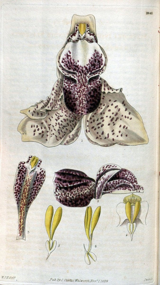 Curtis's botanical magazine. London ; New York [etc.] :Academic Press [etc.]. | "Botanical illustration" Botany Periodicals "Pictorial works" "Plants, Ornamental"  | Vintage Print Reproduction 456356