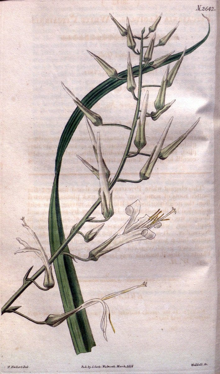 Curtis's botanical magazine. London ; New York [etc.] :Academic Press [etc.]. | "Botanical illustration" Botany Periodicals "Pictorial works" "Plants, Ornamental"  | Vintage Print Reproduction 456357