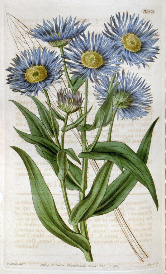 Curtis's botanical magazine. London ; New York [etc.] :Academic Press [etc.]. | "Botanical illustration" Botany Periodicals "Pictorial works" "Plants, Ornamental"  | Vintage Print Reproduction 456358