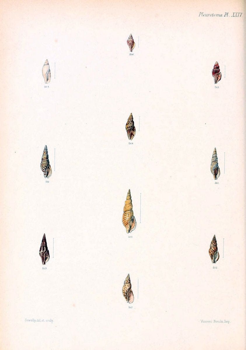 Conchologia iconica, or, Illustrations of the shells of molluscous animals. v.1London :Reeve, Brothers,1843-1878. | Mollusks "Pictorial works" Shells  | Vintage Print Reproduction 456359