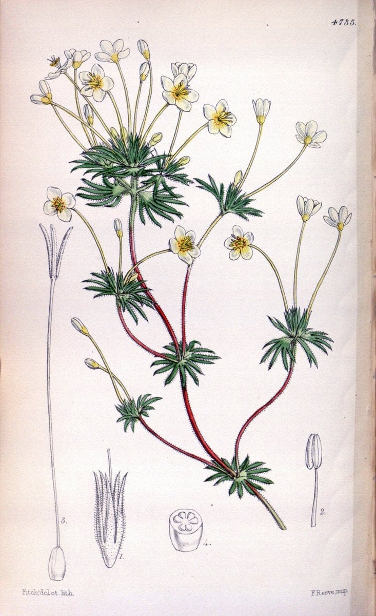 Curtis's botanical magazine. London ; New York [etc.] :Academic Press [etc.]. | "Botanical illustration" Botany Periodicals "Pictorial works" "Plants, Ornamental"  | Vintage Print Reproduction 456360