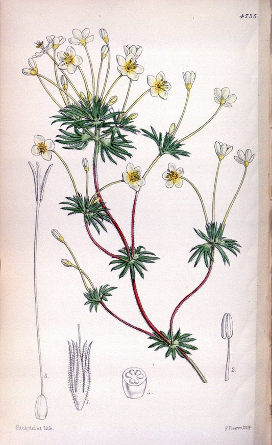Curtis's botanical magazine. London ; New York [etc.] :Academic Press [etc.]. | "Botanical illustration" Botany Periodicals "Pictorial works" "Plants, Ornamental"  | Vintage Print Reproduction 456360