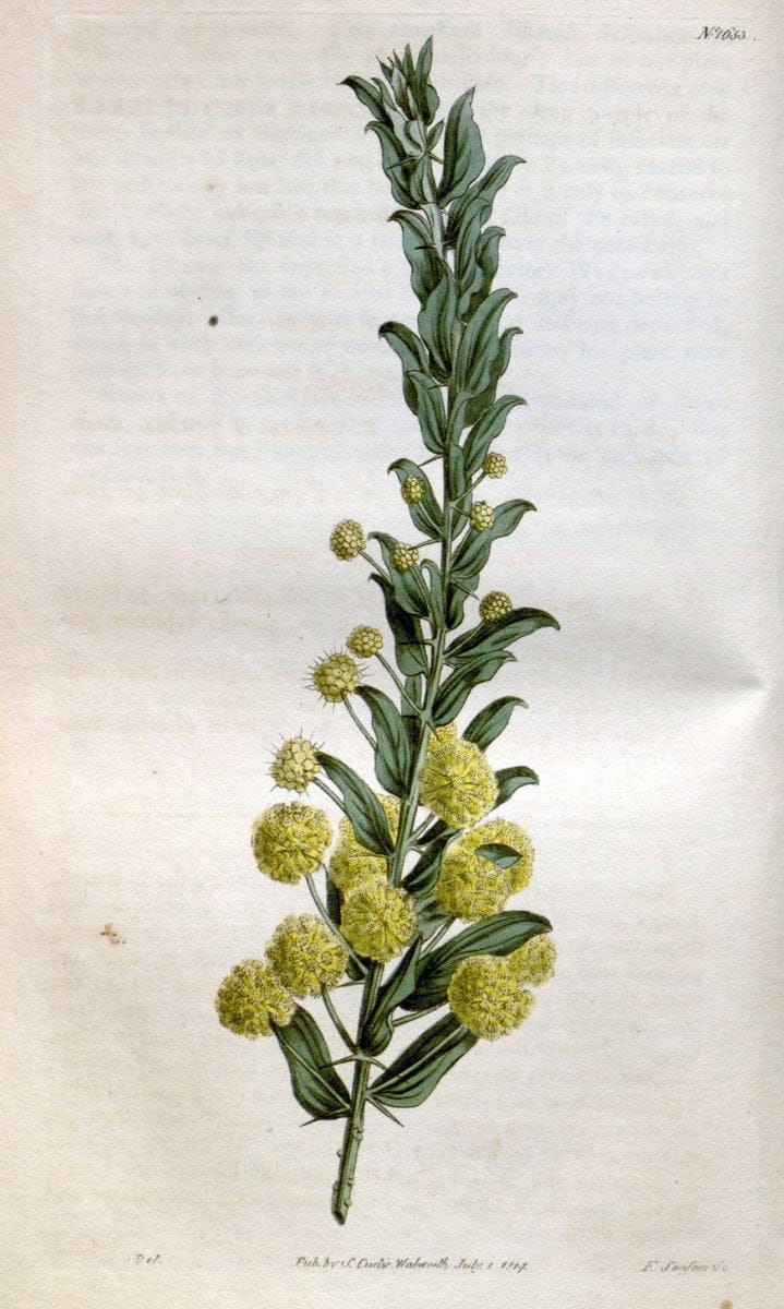 Curtis's botanical magazine. London ; New York [etc.] :Academic Press [etc.]. | "Botanical illustration" Botany Periodicals "Pictorial works" "Plants, Ornamental"  | Vintage Print Reproduction 456361