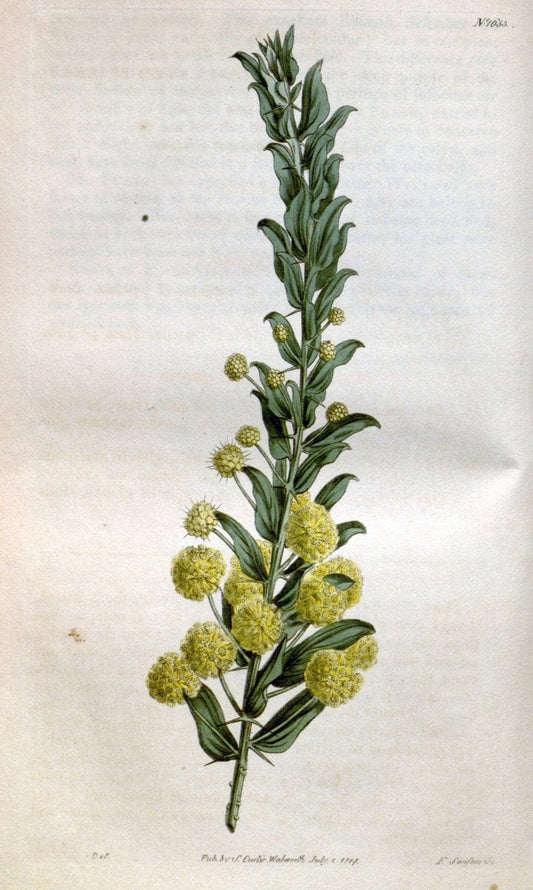 Curtis's botanical magazine. London ; New York [etc.] :Academic Press [etc.]. | "Botanical illustration" Botany Periodicals "Pictorial works" "Plants, Ornamental"  | Vintage Print Reproduction 456361
