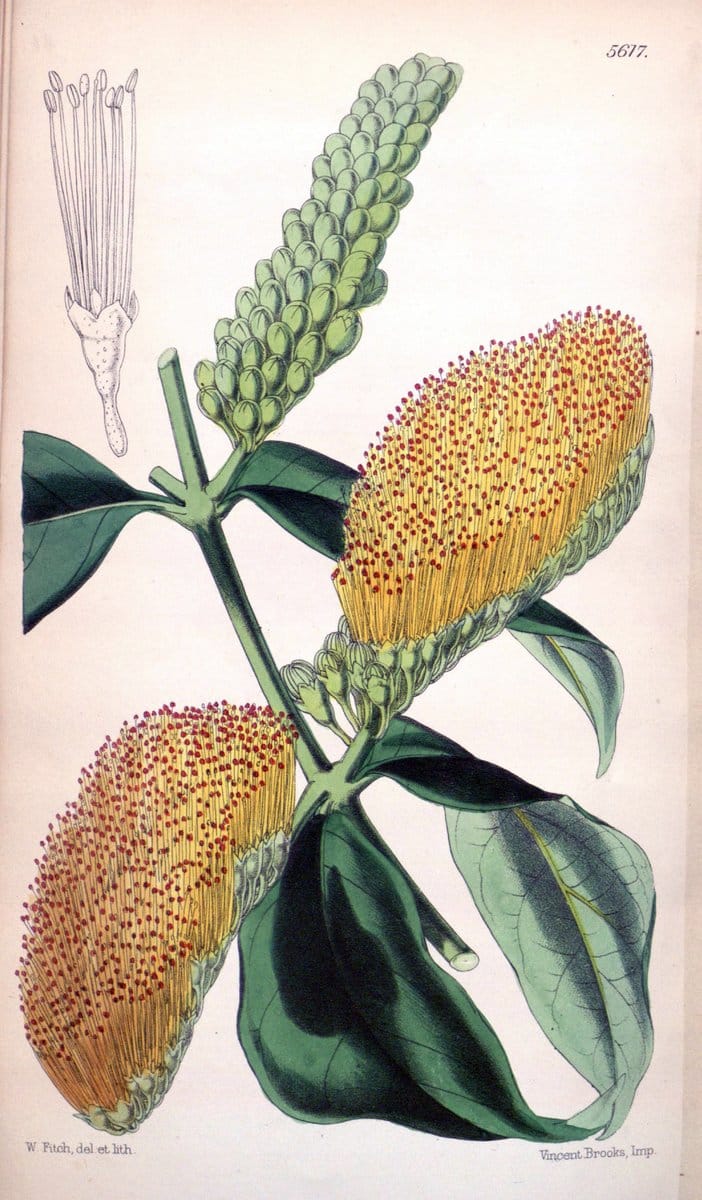 Curtis's botanical magazine. London ; New York [etc.] :Academic Press [etc.]. | "Botanical illustration" Botany Periodicals "Pictorial works" "Plants, Ornamental"  | Vintage Print Reproduction 456362