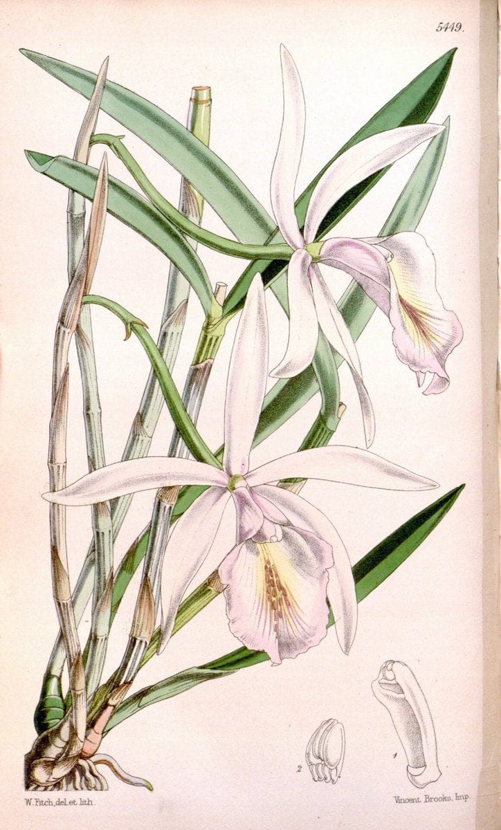 Curtis's botanical magazine..London ;New York [etc.] :Academic Press [etc.]. |  | Vintage Print Reproduction 456363