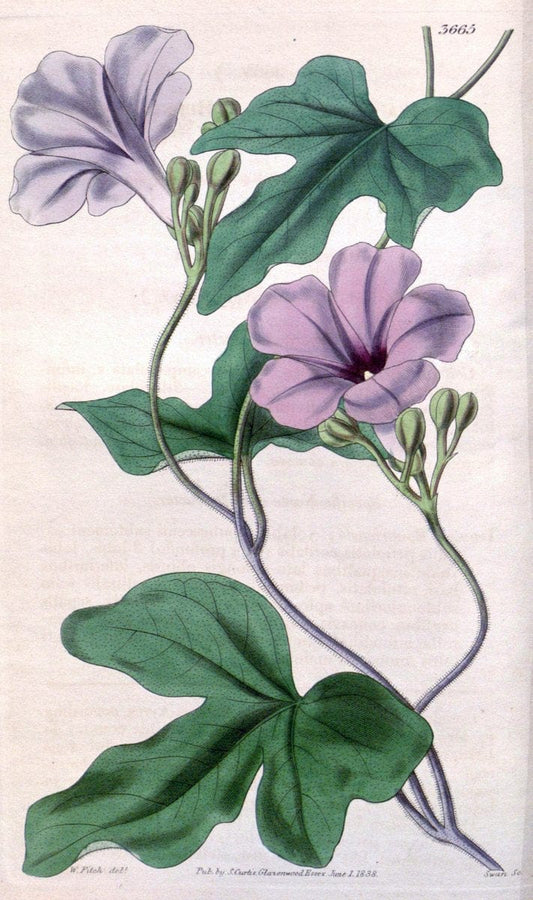 Curtis's botanical magazine..London ;New York [etc.] :Academic Press [etc.]. |  | Vintage Print Reproduction 456365