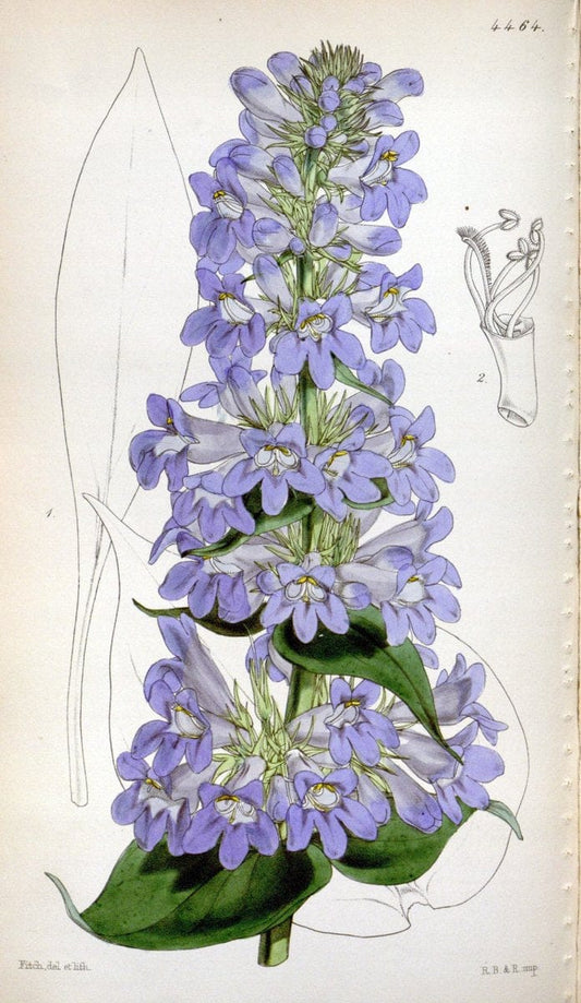 Curtis's botanical magazine. London ;New York [etc.] :Academic Press [etc.]. | Botany Periodicals "Pictorial works"  | Vintage Print Reproduction 456367