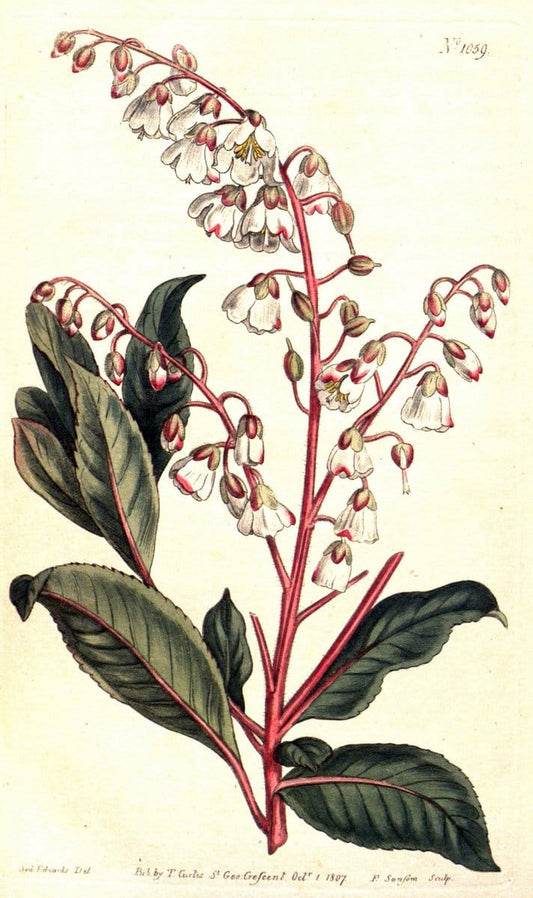 Curtis's botanical magazine. London ;New York [etc.] :Academic Press [etc.]. | Botany Periodicals "Pictorial works"  | Vintage Print Reproduction 456368