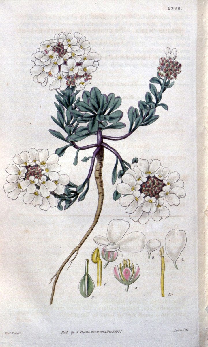 Curtis's botanical magazine. London ;New York [etc.] :Academic Press [etc.]. | Botany Periodicals "Pictorial works"  | Vintage Print Reproduction 456369