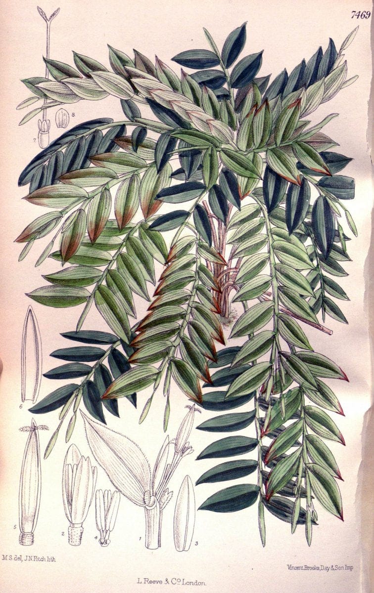 Curtis's botanical magazine. London ; New York [etc.] :Academic Press [etc.]. | "Botanical illustration" Botany Periodicals "Pictorial works" "Plants, Ornamental"  | Vintage Print Reproduction 456370