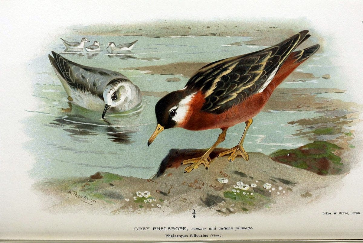 Coloured figures of the birds of the British Islands / issued by Lord Lilford. London :R | Birds "Great Britain" "Pictorial works"  | Vintage Print Reproduction 456371