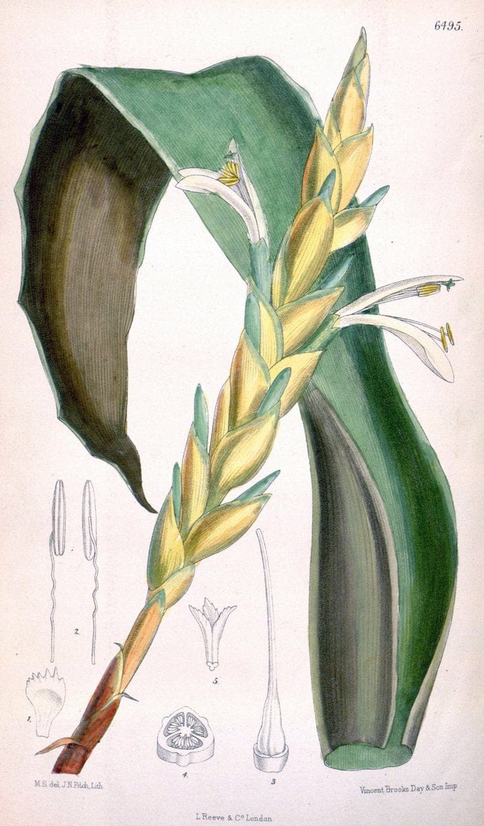 Curtis's botanical magazine. London ; New York [etc.] :Academic Press [etc.]. | "Botanical illustration" Botany Periodicals "Pictorial works" "Plants, Ornamental"  | Vintage Print Reproduction 456372