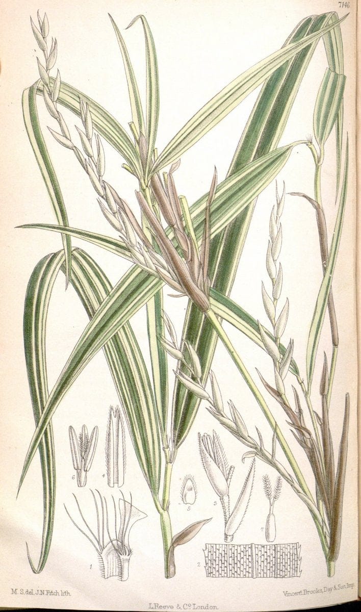 Curtis's botanical magazine. London ; New York [etc.] :Academic Press [etc.]. | "Botanical illustration" Botany Periodicals "Pictorial works" "Plants, Ornamental"  | Vintage Print Reproduction 456373