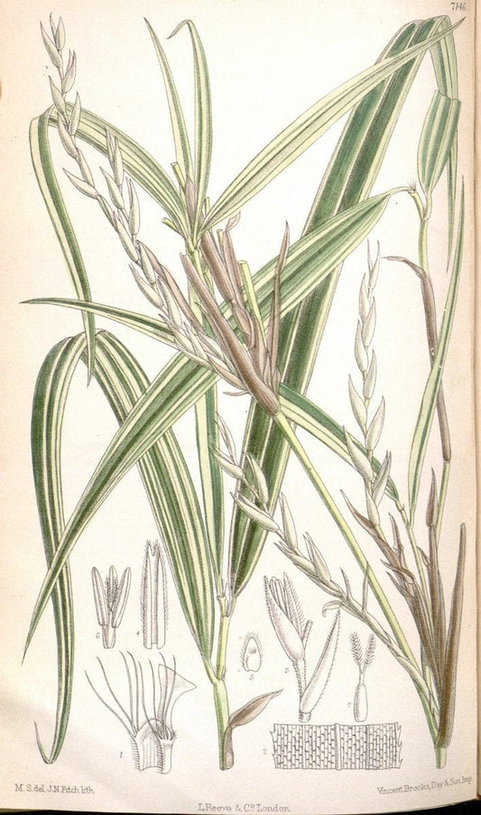 Curtis's botanical magazine. London ; New York [etc.] :Academic Press [etc.]. | "Botanical illustration" Botany Periodicals "Pictorial works" "Plants, Ornamental"  | Vintage Print Reproduction 456373