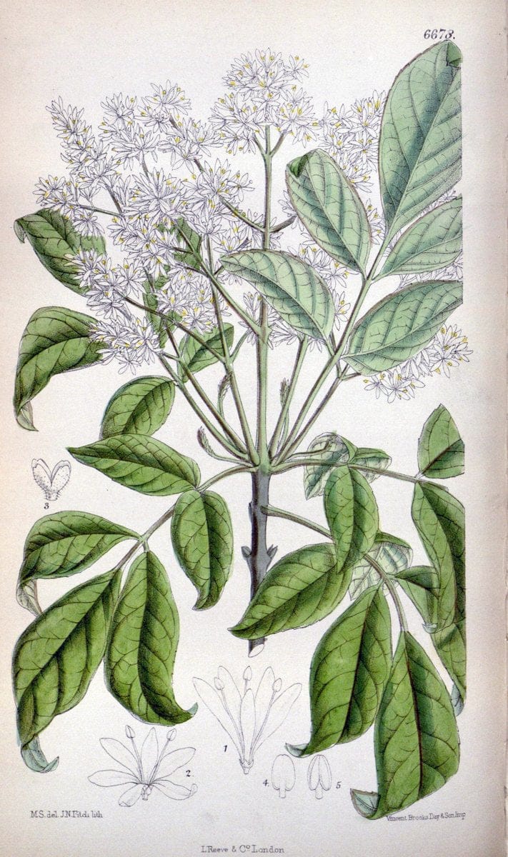 Curtis's botanical magazine. London ; New York [etc.] :Academic Press [etc.]. | "Botanical illustration" Botany Periodicals "Pictorial works" "Plants, Ornamental"  | Vintage Print Reproduction 456374