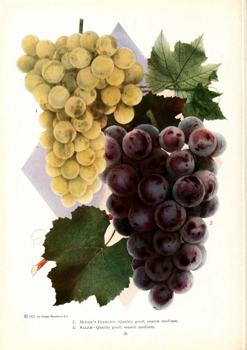 Chase fruit and flowers in natural colorsRochester, N.Y.,Chase brothers company[c1922] | Vintage Print Reproduction 456375