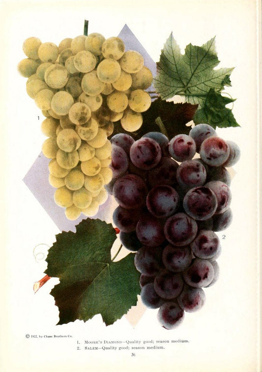 Chase fruit and flowers in natural colorsRochester, N.Y.,Chase brothers company[c1922] | Vintage Print Reproduction 456375
