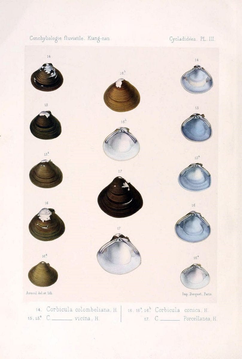 Conchyliologie fluviatile de la province de Nanking et de la Chine centrale /.Paris :Savy,[1875-1885]. | China Mollusks "Nanjing (Jiangsu Sheng)"  | Vintage Print Reproduction 456376