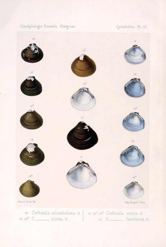 Conchyliologie fluviatile de la province de Nanking et de la Chine centrale /.Paris :Savy,[1875-1885]. | China Mollusks "Nanjing (Jiangsu Sheng)"  | Vintage Print Reproduction 456376