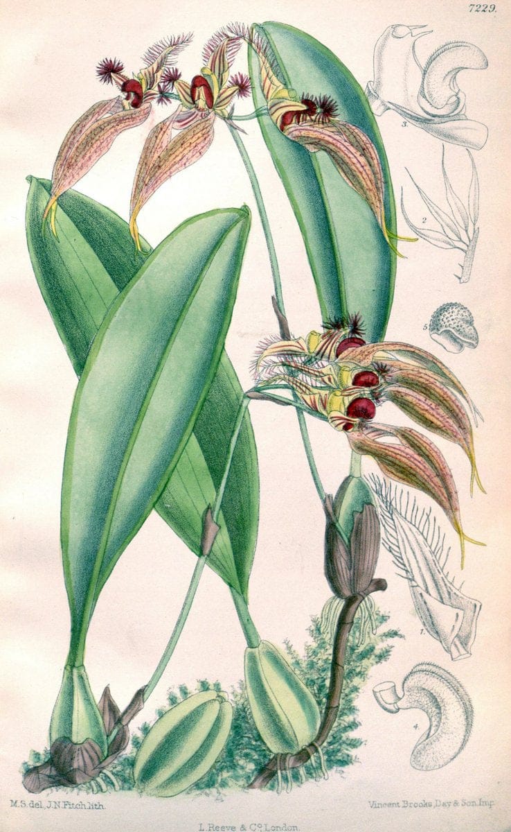 Curtis's botanical magazine. London ; New York [etc.] :Academic Press [etc.]. | "Botanical illustration" Botany Periodicals "Pictorial works" "Plants, Ornamental"  | Vintage Print Reproduction 456377