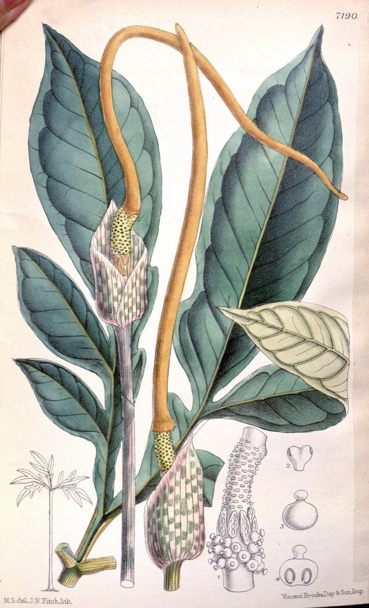 Curtis's botanical magazine. London ; New York [etc.] :Academic Press [etc.]. | "Botanical illustration" Botany Periodicals "Pictorial works" "Plants, Ornamental"  | Vintage Print Reproduction 456378